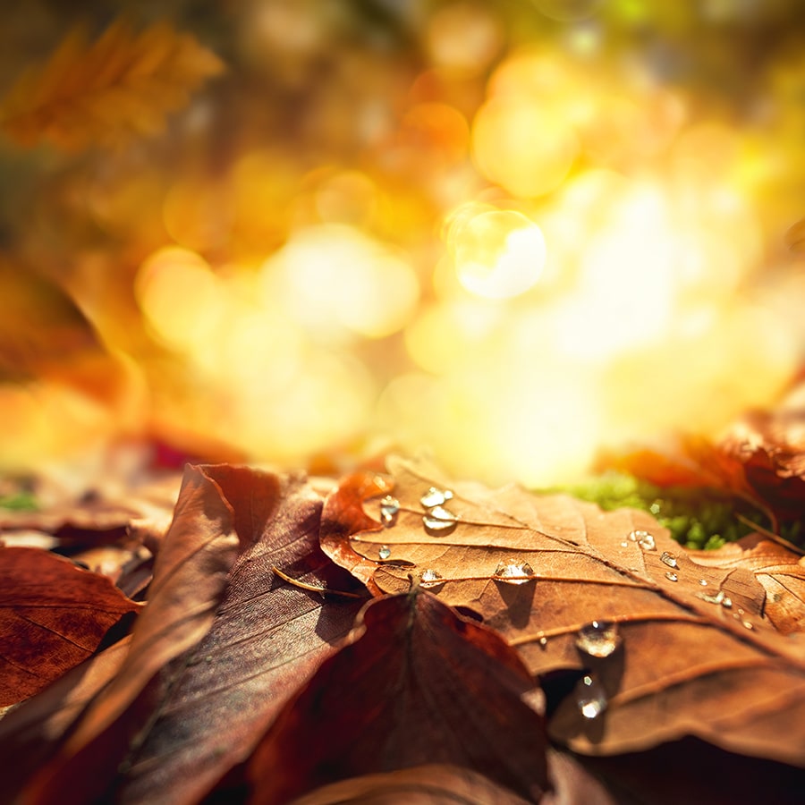 close up of autumn leaves against setting sun