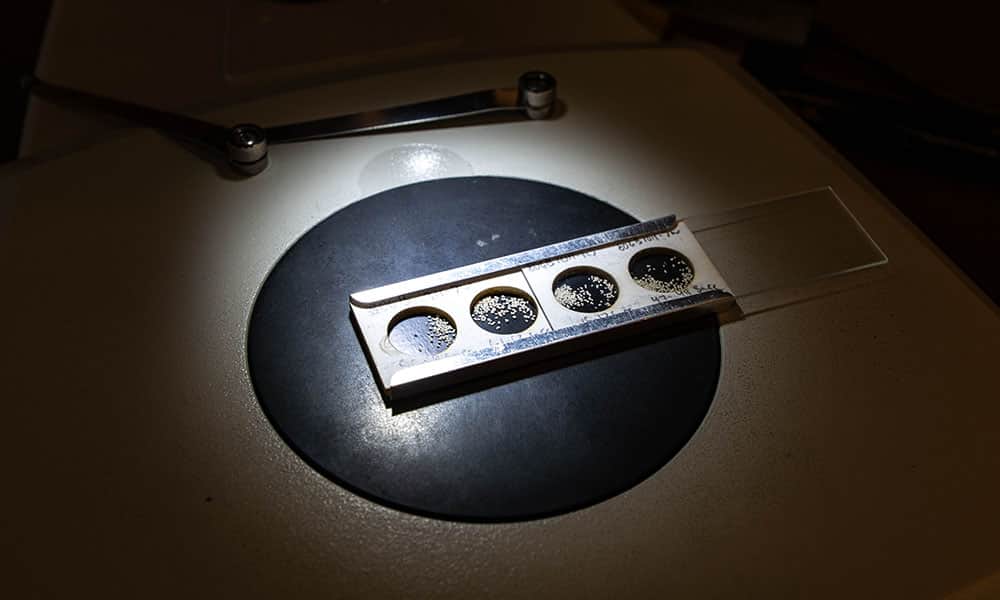A microscope slide holding four different sets of fossil shells, so tiny that they look like sand.