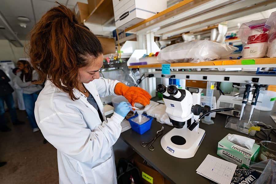 A young woman prepares anesthetic for fruit flies in Jens Rister's biology lab.